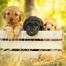 Poodle Puppies from Northwest pets Poodles