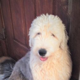 Ellie - Old English Sheepdog