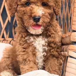 Red collar - Red male Bernedoodle puppy in Fort Wayne, Indiana from Crimson Curl Doodles