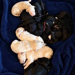 Male 1 - Cream male Goldendoodle puppy in Rainier, Washington from Hanson’s NW Goldens & Doodles