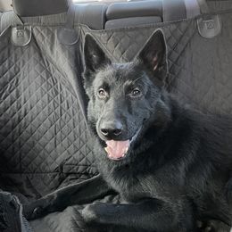 Vader - German Shepherd