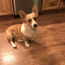 Pembroke Welsh Corgi Puppies from Indian Valley Corgies
