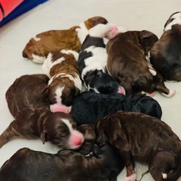 Akira - Black and white Aussiedoodle puppy in Albertville, Alabama from Home Sweet Home Doodles LLC