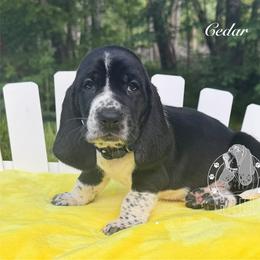 Cedar - Black and white male Basset Hound puppy in Dingess, West Virginia from Tuckers' Howling Hounds