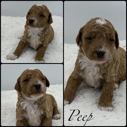 Peep - Red  female Poodle puppy in Wheatland, California from Sapphire Ridge Poodles