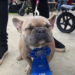 Sky - French Bulldog