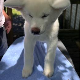 Pika - White female Japanese Akitainu puppy in Hubert, North Carolina from Miyo Ken