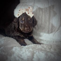 HERSHEY - Brown and white female Aussiedoodle puppy in Houston, Texas from Jomelkin Furry Pals