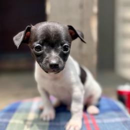 Oreo - Black and white male Chihuahua puppy in Utica, Ohio from Poodle Me Crazy