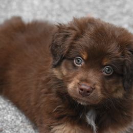 Miniature American Shepherd and Miniature Australian Shepherd Puppies from MarvelMAS Miniature American Shepherds