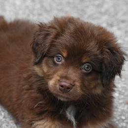 Miniature American Shepherd and Miniature Australian Shepherd Puppies from MarvelMAS Miniature American Shepherds