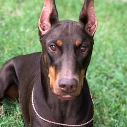 Doberman Pinschers from Kalon Dobermans