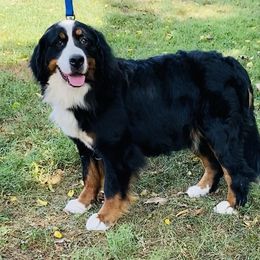 Gabby - Bernese Mountain Dog