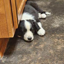 Nightshade - Black and white male Border Collie puppy in Opelousas, Louisiana from Zahara Border Collies