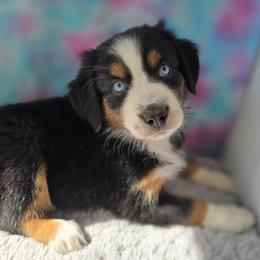 Athena - Black tri female Miniature Australian Shepherd puppy in Church Hill, Tennessee from Hippie Dog Haven
