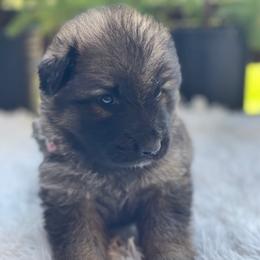Ambrosia - Sable female German Shepherd puppy in Oakland, Oregon from VHM German Shepherds