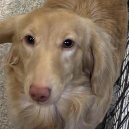 Gunner - Dachshund