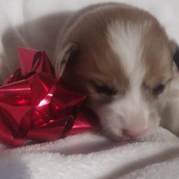 Natural tail, Triple Clear, CKC, OFA parents - Red merle and white female American Corgi puppy in Harpursville, New York from Rex Farm Corgis