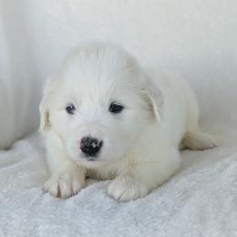Olive - White female Great Pyrenees puppy in Yakima, Washington from Naches Heights Ranch