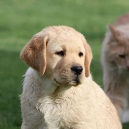 Labrador Retrievers from High Roller Labradors
