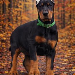Girl-light green - Black and rust female Doberman Pinscher puppy in Columbia, Maryland from Storm Cloud Doberman