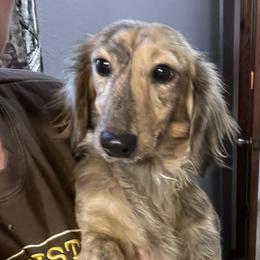 Camo - Dachshund