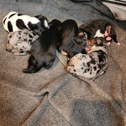 Boy 5 - Black and white male Cavapoo puppy in Junction, Utah from City Creek Cavapoos