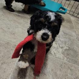 Delta - Tri-color female Bernedoodle puppy in Flat Rock, North Carolina from Sukisdoodles