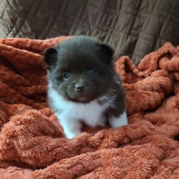 Pomeranian Puppies from Merri's Pom's