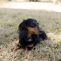 Beanie - Dachshund