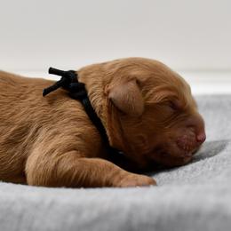 Blackberry - Dark golden male Golden Retriever puppy in Strawberry Plains, Tennessee from Origins Goldens