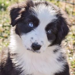 Australian Shepherds from Kingdom Dreams Australian Shepherds