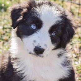 Australian Shepherds from Kingdom Dreams Australian Shepherds