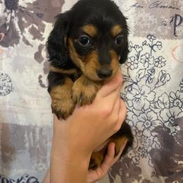 Pink Girl - Black and tan female Dachshund puppy in California from Wild Weenies - Dachshund Ranch