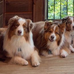 Australian Shepherds from Top Draft Genetics