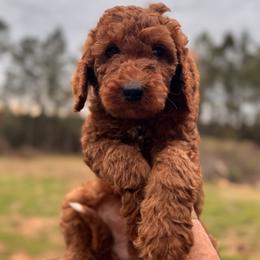 Poodle Puppies from Southern Sunshine Standards