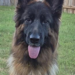 Royalty - German Shepherd