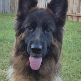 Royalty - German Shepherd