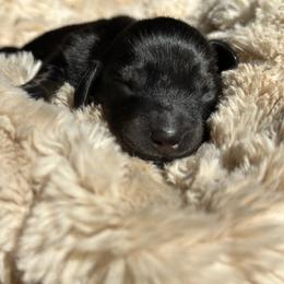 Bolt - Black and tan male Dachshund puppy in California from Ranch Hand Weenies