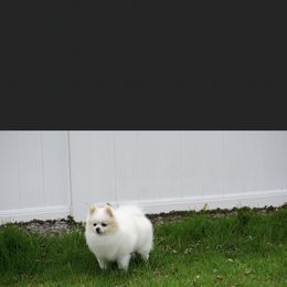 Snow akc pointed - Pomeranian