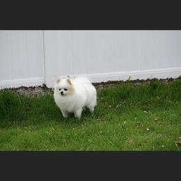 Snow akc pointed - Pomeranian