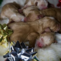 First Pick Female - Apricot female Goldendoodle puppy in Mc Arthur, California from California Golden Love