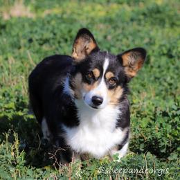 Ruby - Pembroke Welsh Corgi