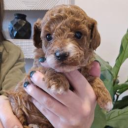 Fendi - Red  female Goldendoodle puppy in Fordland, Missouri from K&K's Puppy Kingdom