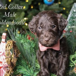 Red collar - Chocolate male Goldendoodle puppy in Plattsburgh, New York from Adirondack Poodles Goldendoodles,Bernedoodles & Schnoodles