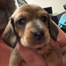 Red boy - Red male Dachshund puppy in Rome, Georgia from Jade’s Dachshunds