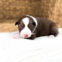 Winton - Red tri-color male Australian Shepherd puppy in Unionville, Iowa from Soap Creek Kennels