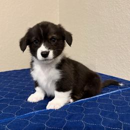 Rudolph - Black and white male American Corgi puppy in Temple, Texas from Silver Moon Cardigan Corgis