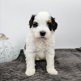 Stripe - Tri-color male Bernedoodle puppy in Granton, Wisconsin from Rose River Farms