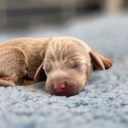 Santa Paws - Fawn (isabella) and tan male Dachshund puppy in Tucson, Arizona from Sweet as Honey Weenies